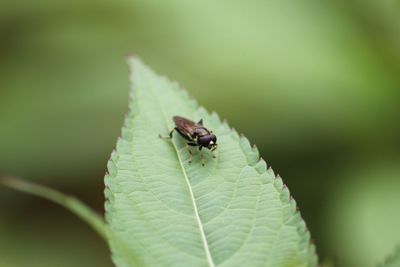 Close-up of grasshopper on leaf