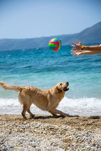 Full length of a dog playing on beach