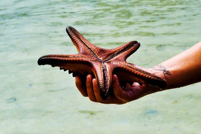 Close-up of hand holding water