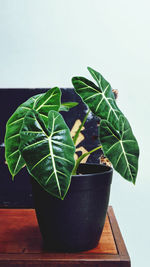 Close-up of potted plant against white background