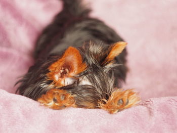 Close-up of cat sleeping on bed