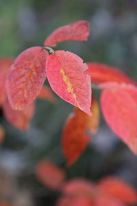 Close-up of red flowering plant during autumn