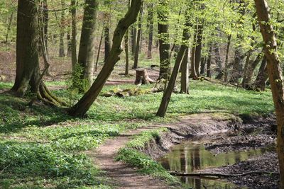 Scenic view of forest