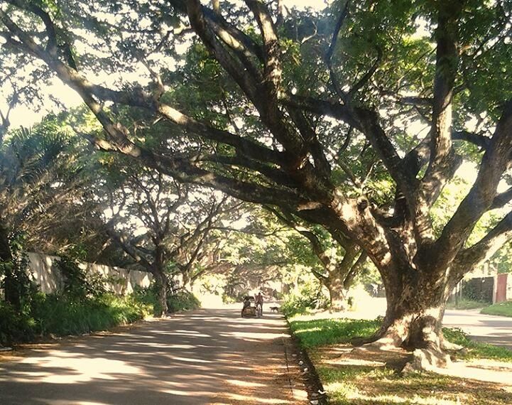 tree, the way forward, footpath, growth, park - man made space, tree trunk, grass, sunlight, treelined, nature, green color, tranquility, walkway, park, pathway, day, outdoors, beauty in nature, tranquil scene, diminishing perspective, empty, sky, scenics, vanishing point, no people, sunny, travel destinations, lawn