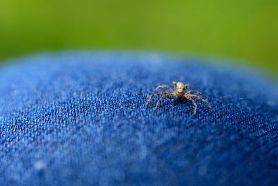 Close-up of insect