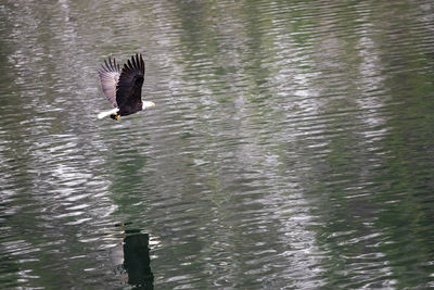 Bird flying over lake