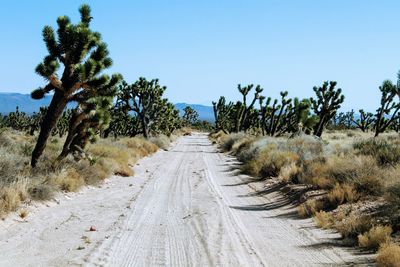 Empty road along trees and plants against sky