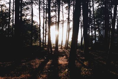 Trees in forest