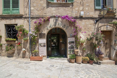 Potted plants on footpath against building