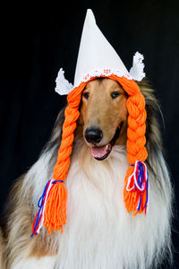 Close-up of dog against black background