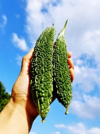 Cropped hand holding bitter gourd against cloudy sky