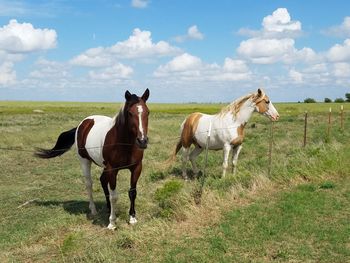 Horses on field behind fence