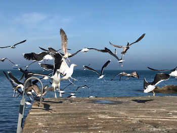 Seagulls flying over sea against sky