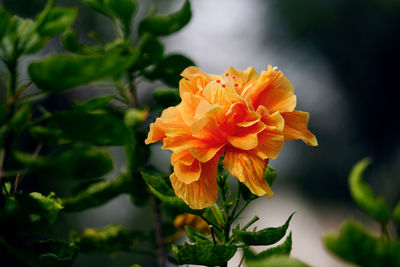 Close-up of orange rose