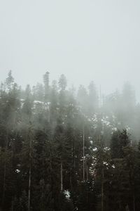 Trees in forest against sky during winter