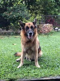 Portrait of a german shepherd