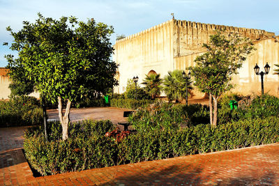 Plants growing in front of building