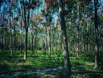 Trees in forest