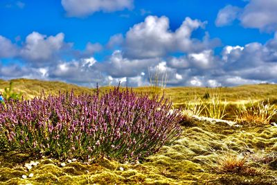 Purple flowering plants on field against sky