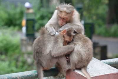 Two cats sitting outdoors