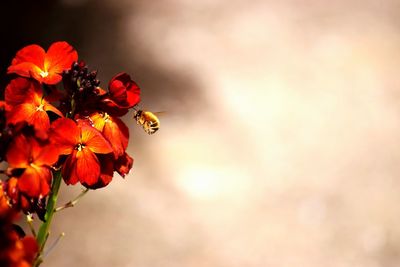 Close-up of bee on flower