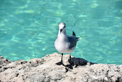 Fantastic gray and white laughing gull bird on rocks along the ocean.