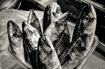 High angle view of fish for sale in market