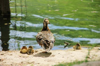 Ducks swimming on lake