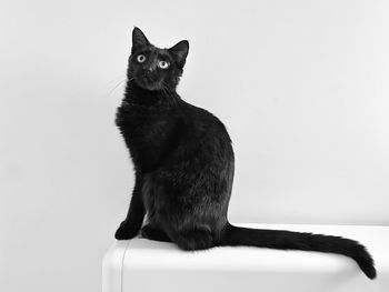 Close-up of cat against wall