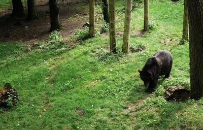 Dog on field