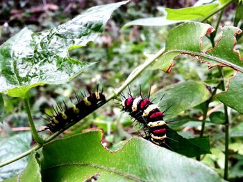 Close-up of plant