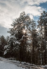 Low angle view of snow covered trees against sky