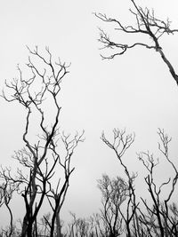 Low angle view of silhouette bare tree against clear sky