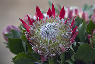 Close-up of pink flowering plant