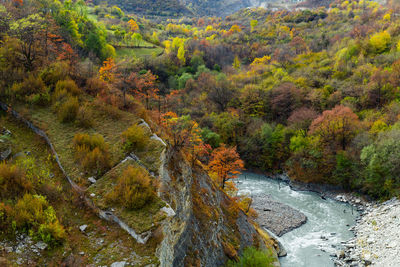 Scenic view of river amidst trees