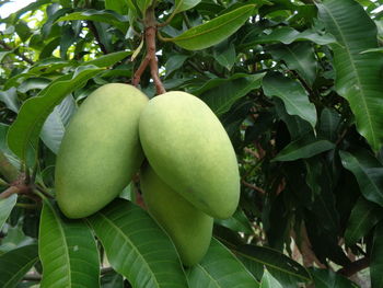 Close-up of fruits on tree