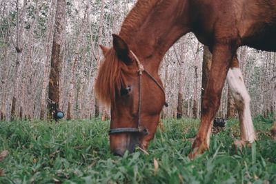 Horse on field