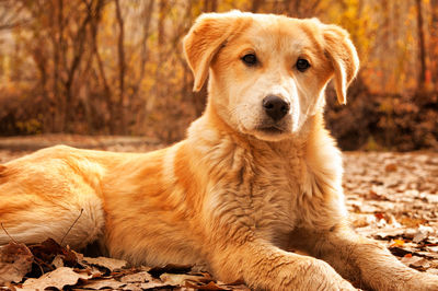 Portrait of golden retriever sitting on land