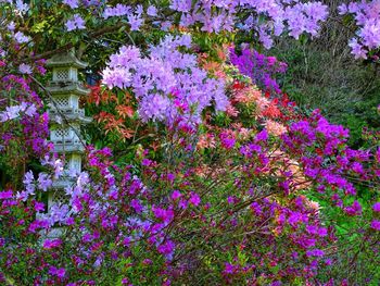 Purple flowering plants in a garden