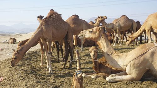 Camel at field at mecca saudi arabia
