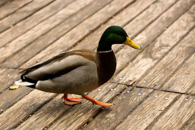 Close-up of bird on wood