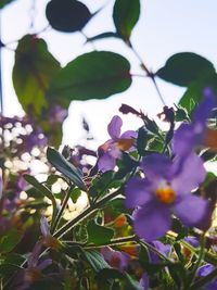 Close-up of purple flowering plant against sky