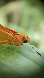 Close-up of insect