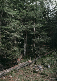 Trees in forest