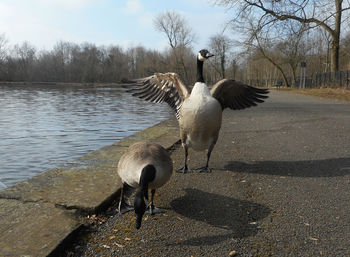 Birds in water