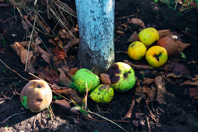 High angle view of apples on field