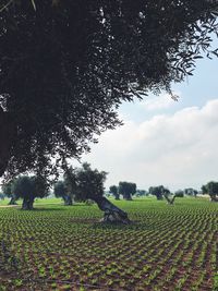 Scenic view of agricultural field against sky