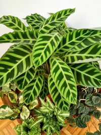 Close-up of potted plant against white background