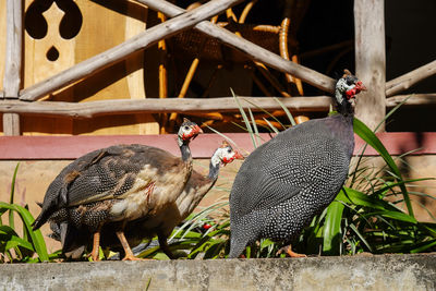 Close-up of birds perching on wood