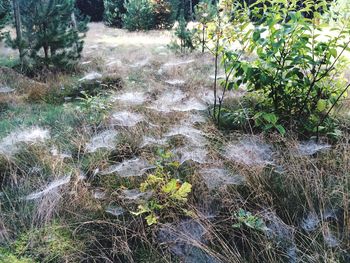 High angle view of flower trees on field